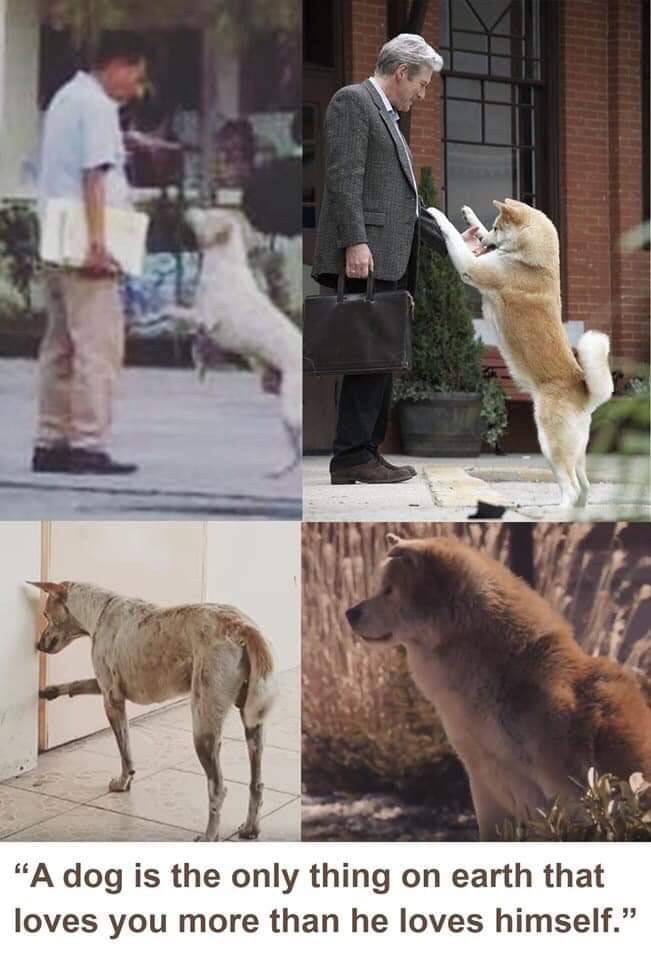 Какая порода у собаки хатико из фильма?