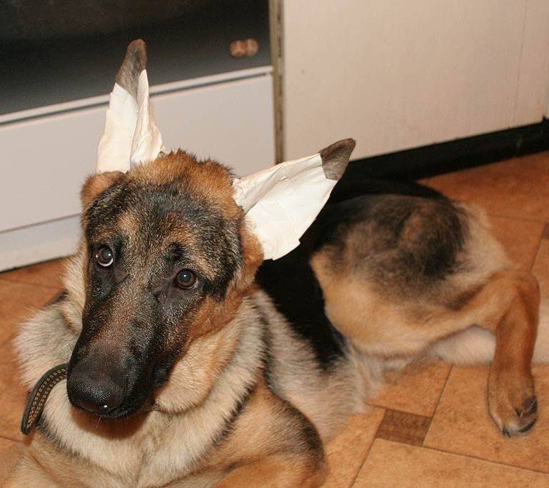 Когда у щенка немецкой овчарки встают уши? | блог ветклиники "беланта"