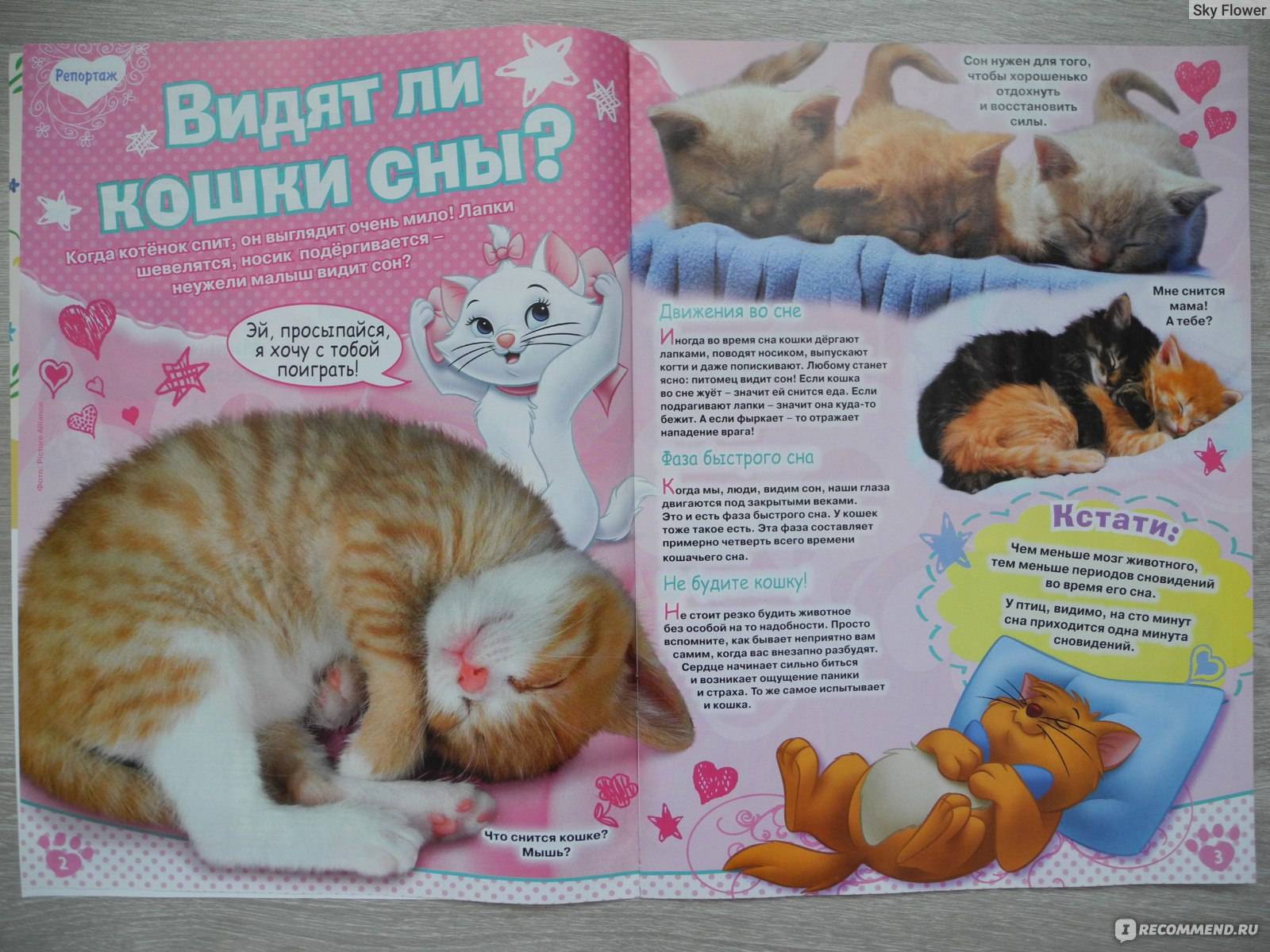 Сонник кошки с котятами много много. к чему снится кошки с котятами много много видеть во сне - сонник дома солнца