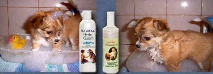 Как мыть собаку: как часто, купать после прогулки, шампунь, мыло, через сколко после прививки | zoosecrets