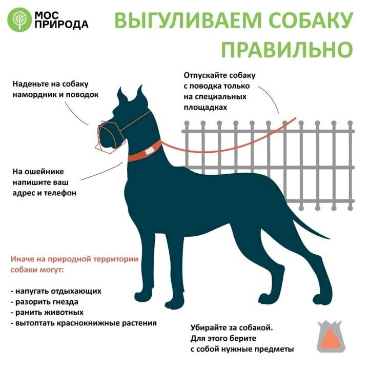 Закон о выгуле собак: правила содержания животных