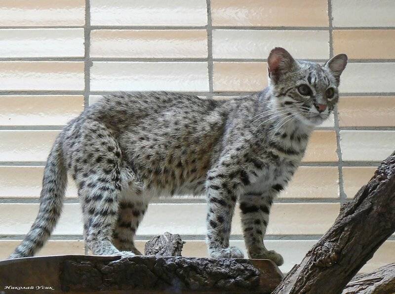 Кошка сафари: описание породы и особенности характера