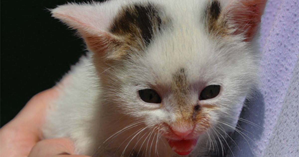 Панлейкопения у кошек: симптомы и лечение в домашних условиях