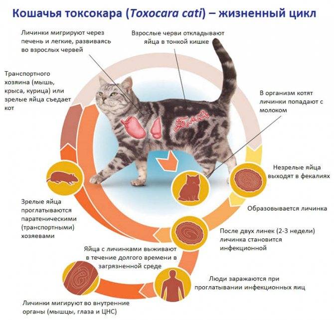 Вирусный лейкоз и иммунодефицит кошек