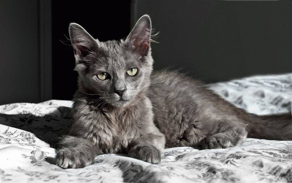 Описание внешности и характера кошки породы нибелунг