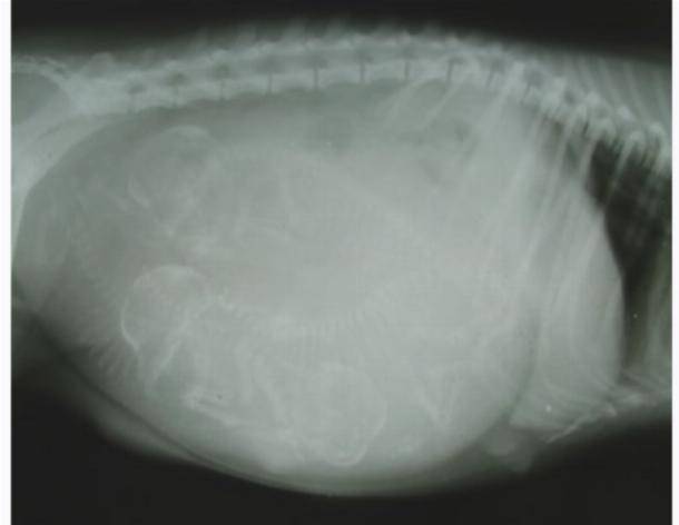 Как понять что кошка беременна: характерные признаки и симптомы