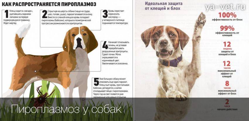 Пироплазмоз у собак - симптомы, лечение, профилактика | евровет