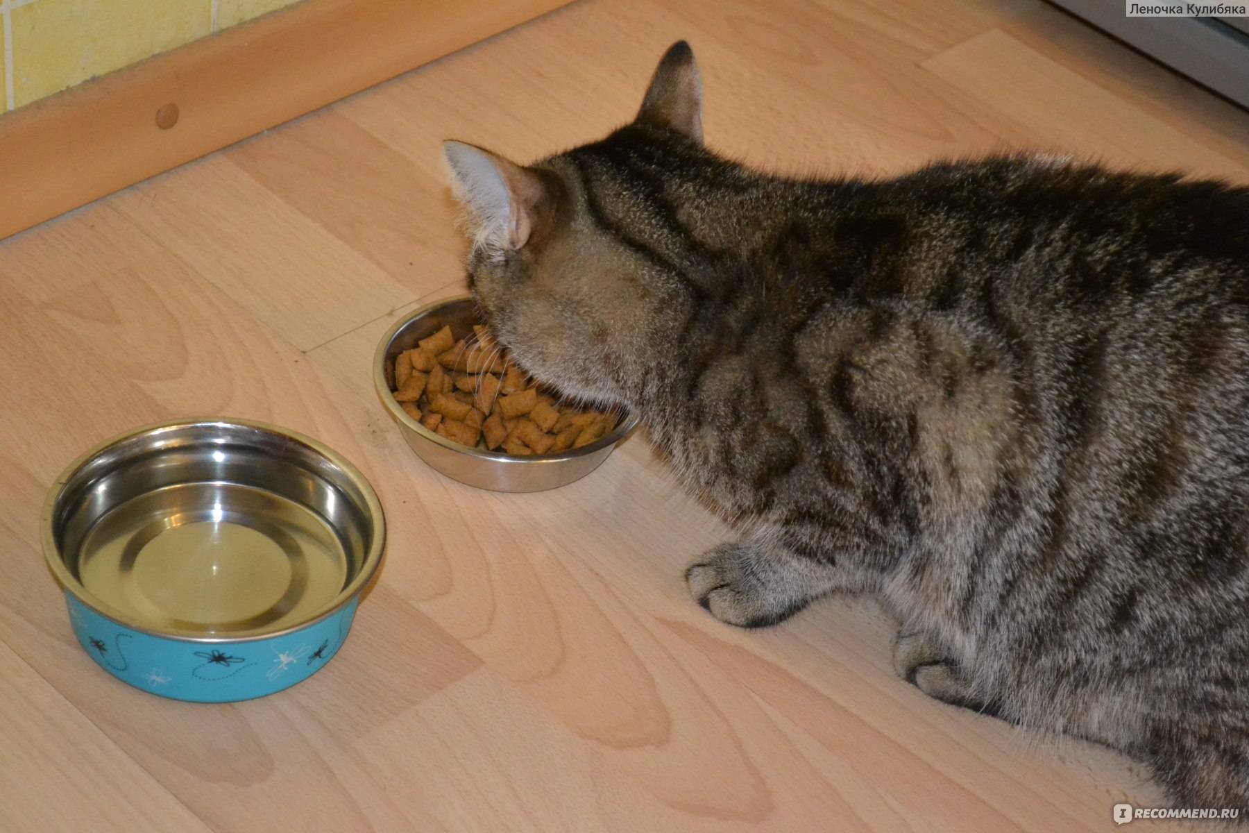 Кошка не ест и не пьет воду после стерилизации: что делать и когда начинать волноваться?