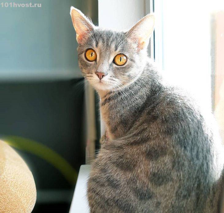 Анатолийская кошка: фото кошки, цена, описание породы, характер, видео, питомники