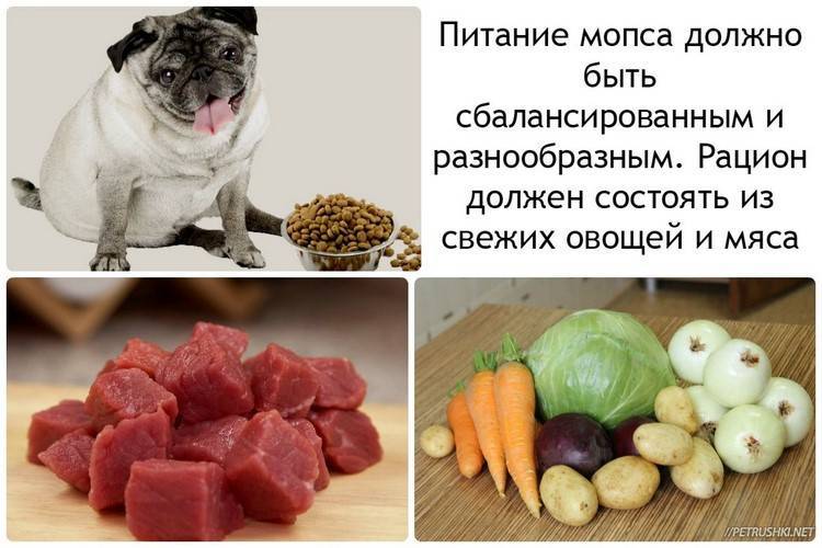 Какое мясо можно давать собаке