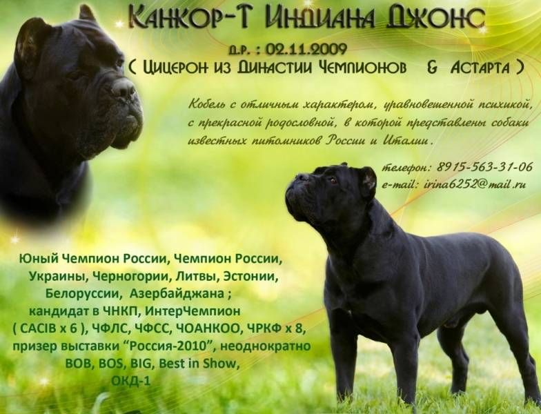 Собаки породы кане-корсо: описание, стандарты, продолжительность жизни и особенности