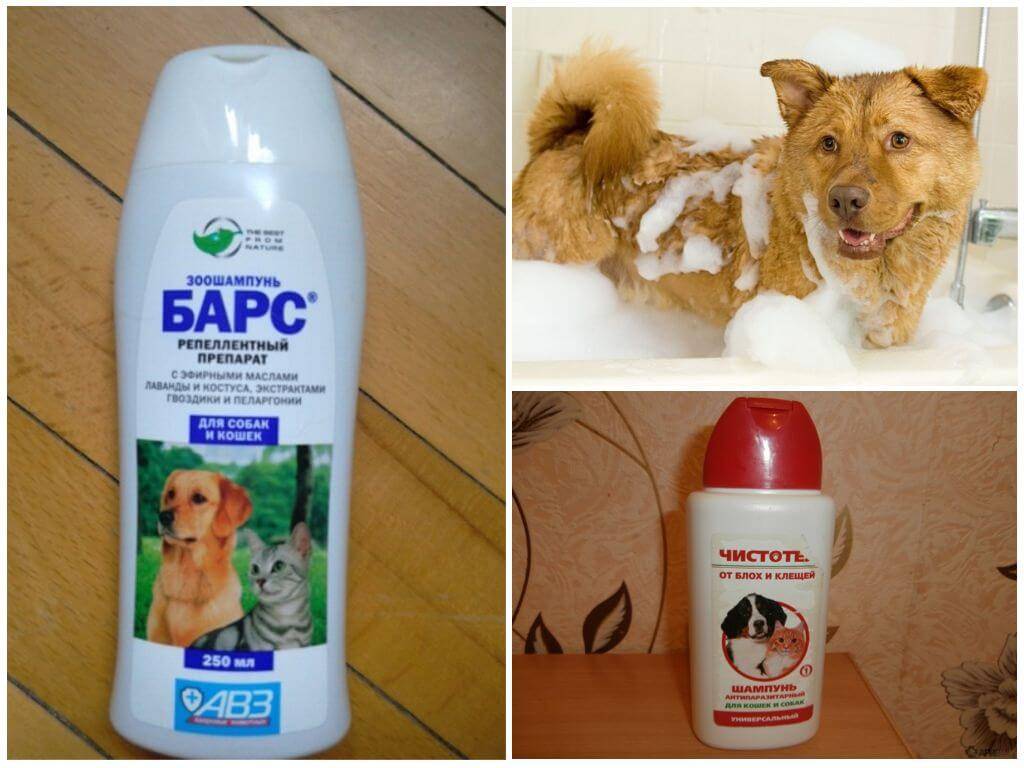 Как мыть собаку: как часто, купать после прогулки, шампунь, мыло, через сколько после прививки