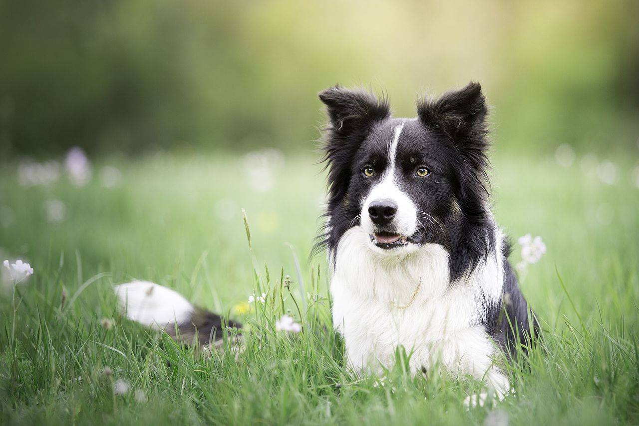 Бордер-колли собака. описание, особенности, уход и цена бордер колли | животный мир