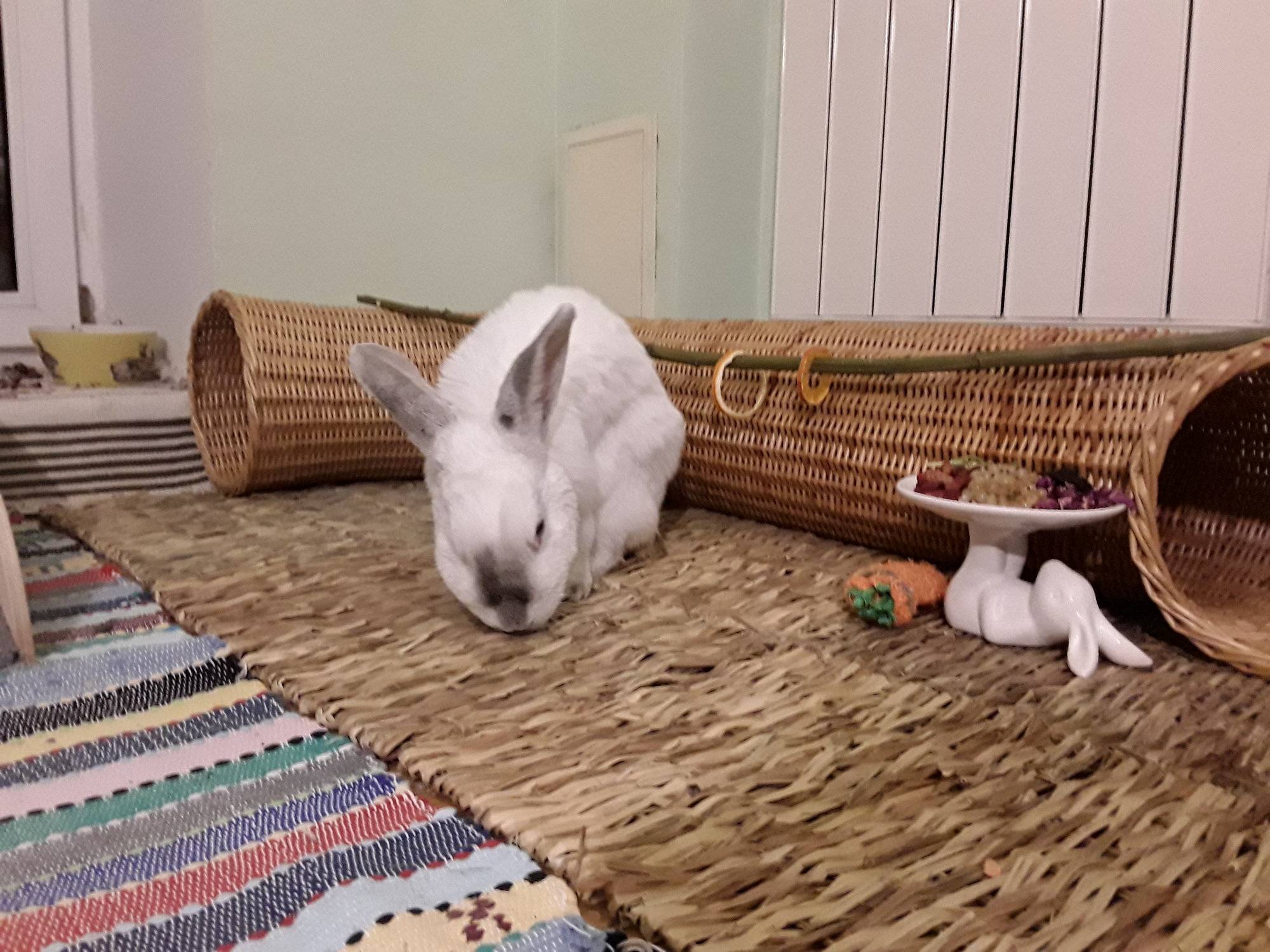 Декоративные кролики: уход и содержание в квартире