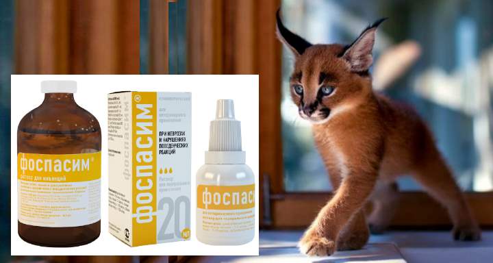 Препарат Фоспасим для кошек: залог спокойствия питомца
