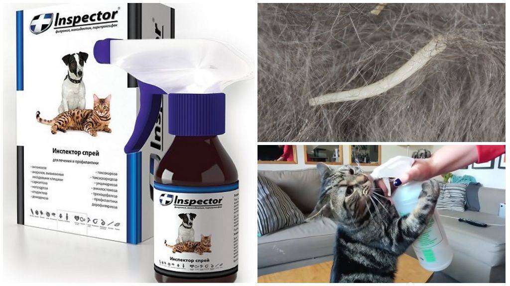 Лекарства от глистов (гельминтов) для кошек, дегельминтизация