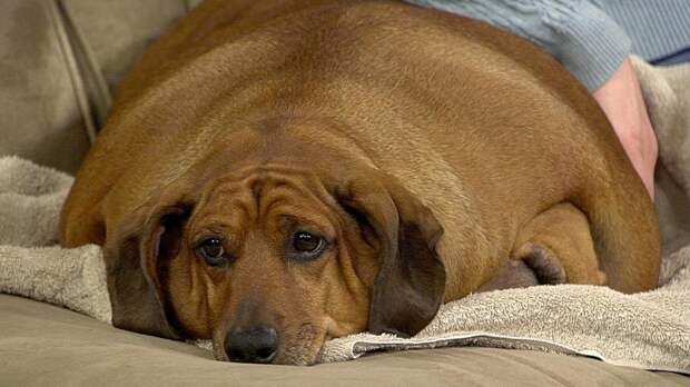Рейтинг самых толстых собак во всем мире: их истории и описание жизни