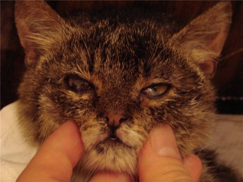 Лечение травмы глаза у кошки • специализированное отделение офта