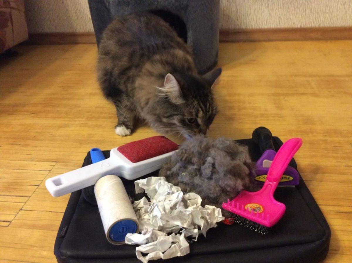 Как убрать кошачью, собачью и другую шерсть с одежды