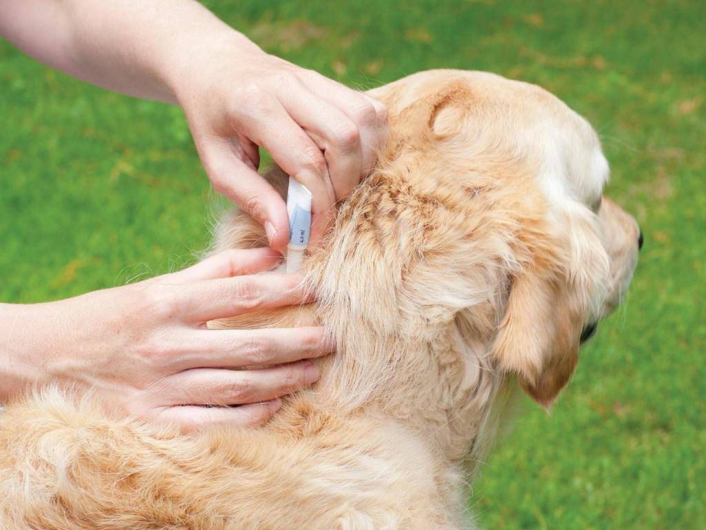 Пироплазмоз у собак: трудно переносится, легко лечится. главное – вовремя заметить! | | блог ветклиники "беланта"