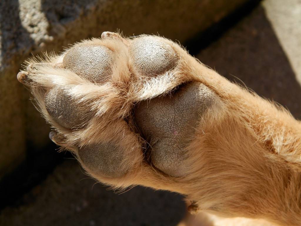 Сколько пальцев у собаки на передних и задних лапах