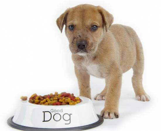 Как подобрать корм для собак для коррекции веса?