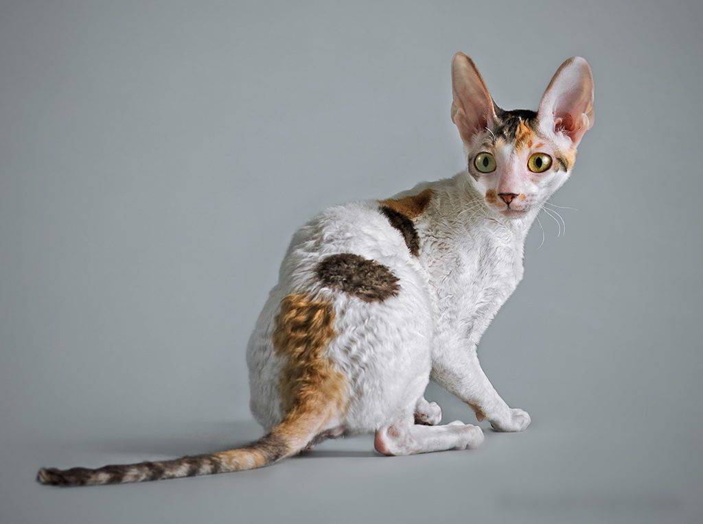 Корниш-рекс: 25 фото, цена котенка, описание породы, характер кошек