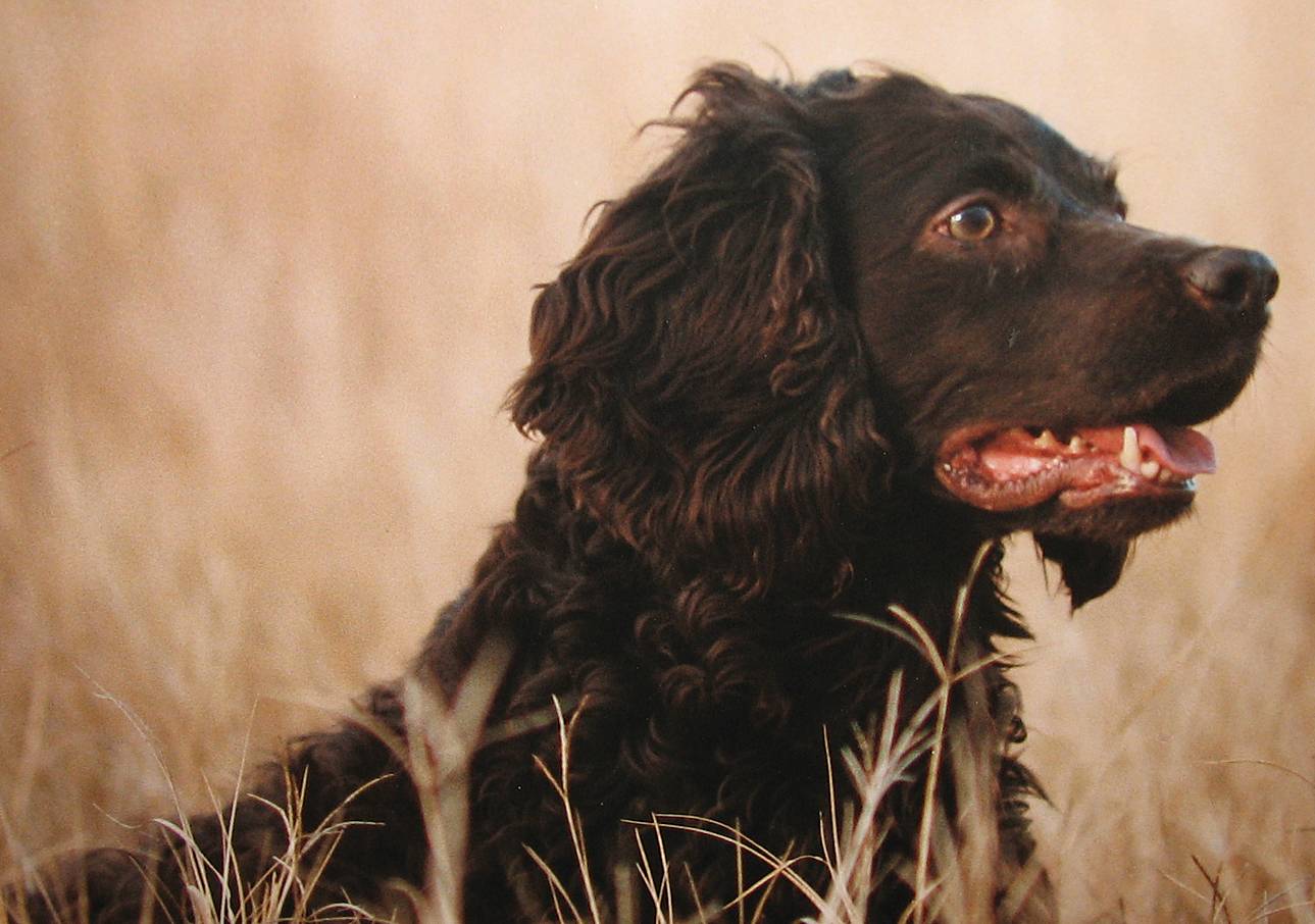 Особенности породы кинг-чарльз-спаниель: фото собак, описание стандарта, правила ухода и отзывы владельцев