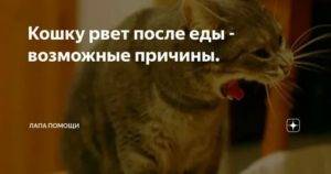 Если кошку рвет, что делать?