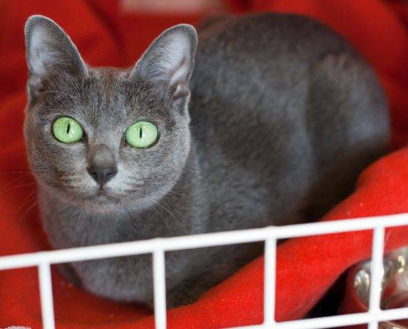 Карликовые коты и кошки: какая порода признана самой маленькой в мире, особенности