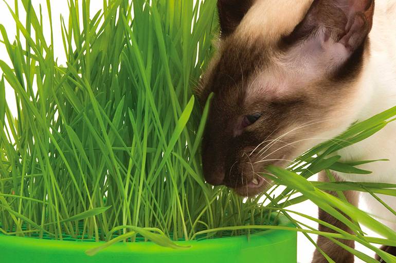 Трава для кошек: выращиваем в домашних условиях