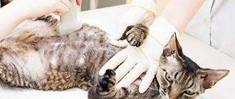 Глисты у беременной кошки: можно ли давать будущей маме таблетки от гельминтов