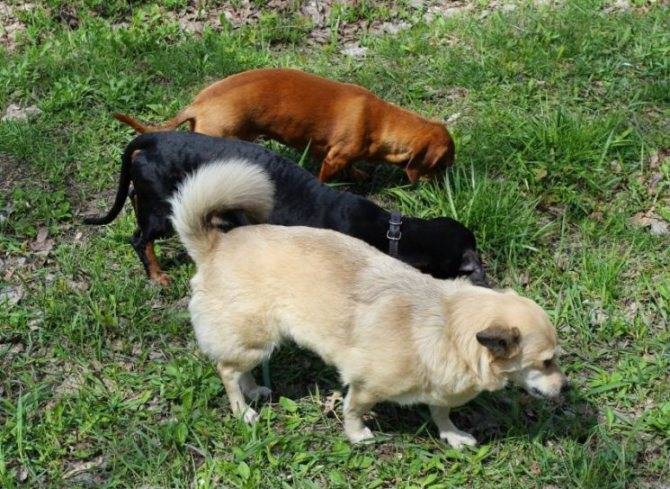 Собака роет ямы во дворе – как перевоспитать животное