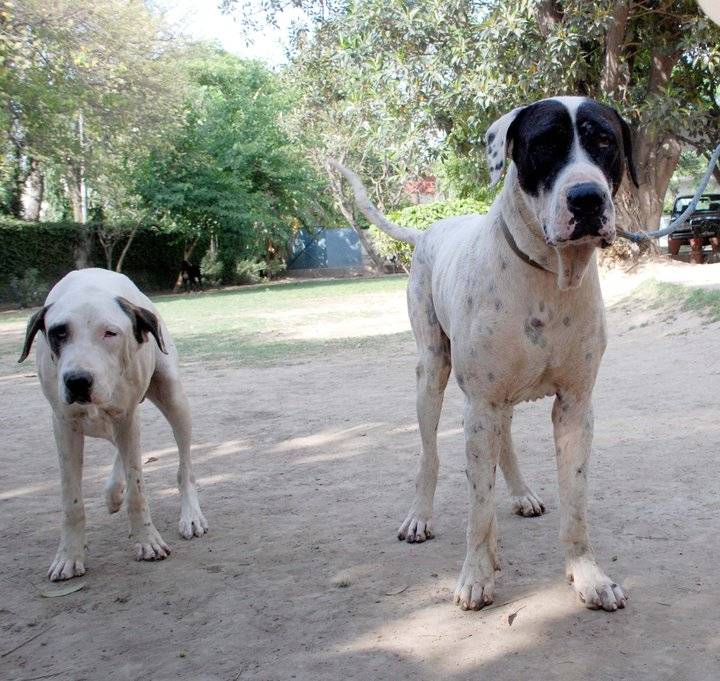 Гуль-донги (41 фото): описание породы пакистанских бульдогов, особенности характера собак, содержание