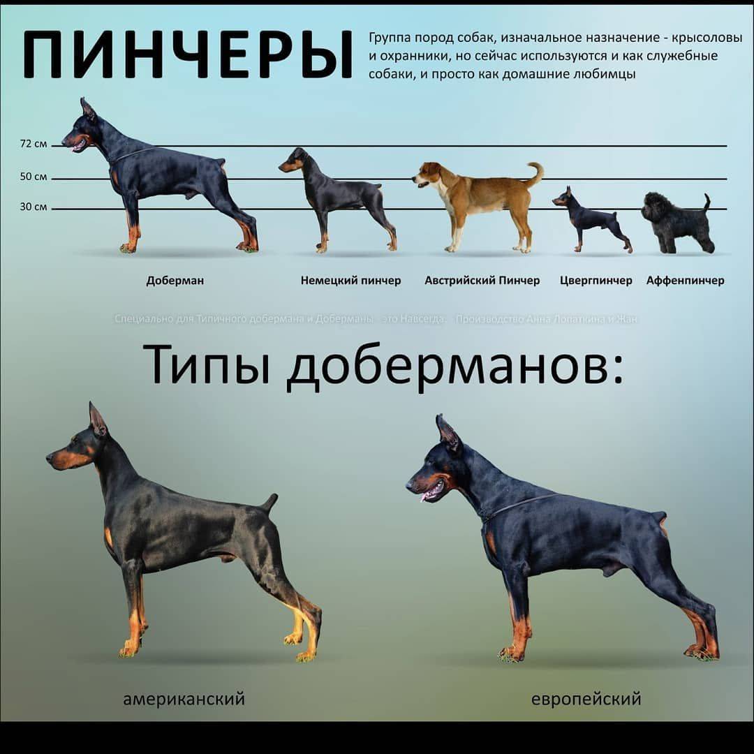 Собака-телохранитель — какую породу лучше выбрать