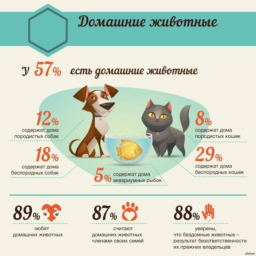 19 причин, почему каждому нужен свой кот!!!)) - усатый-полосатый - медиаплатформа миртесен