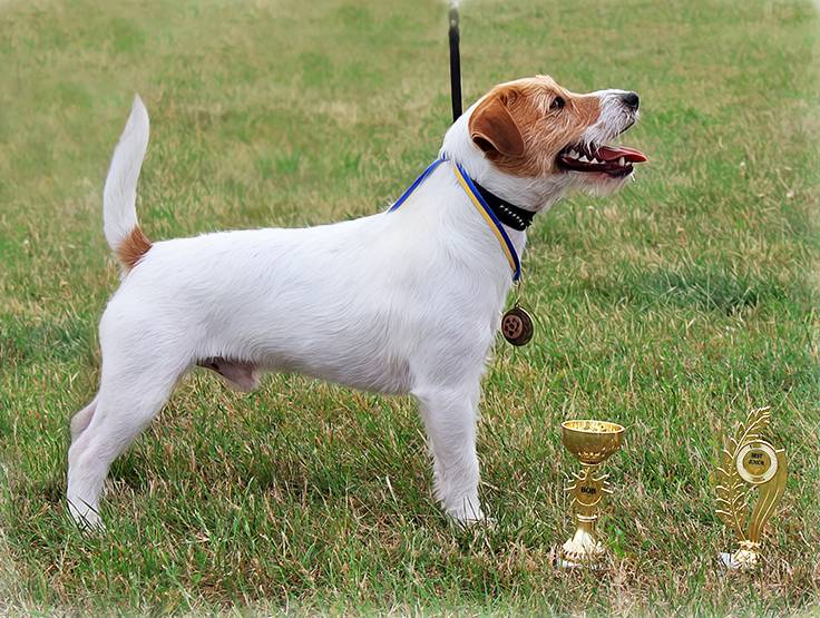 Стандарт породы «джек-рассел-терьер»: как выглядит собака и по каким критериям следует выбирать щенка