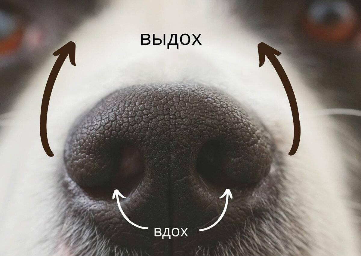 «тыкать щенка носом в его лужи — самый вредный совет»: интервью со специалистами по поведению собак - лайфхакер