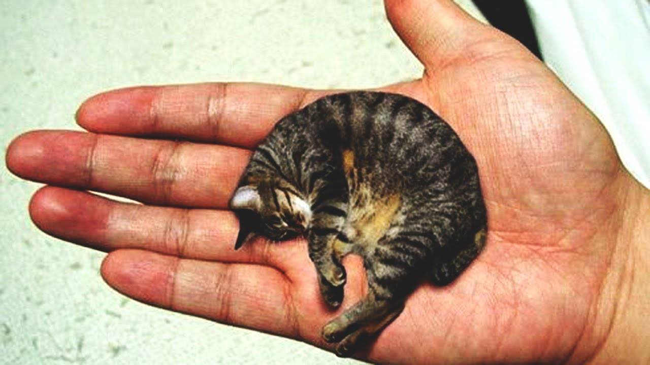 Кот манчкин: очарование на коротких лапках