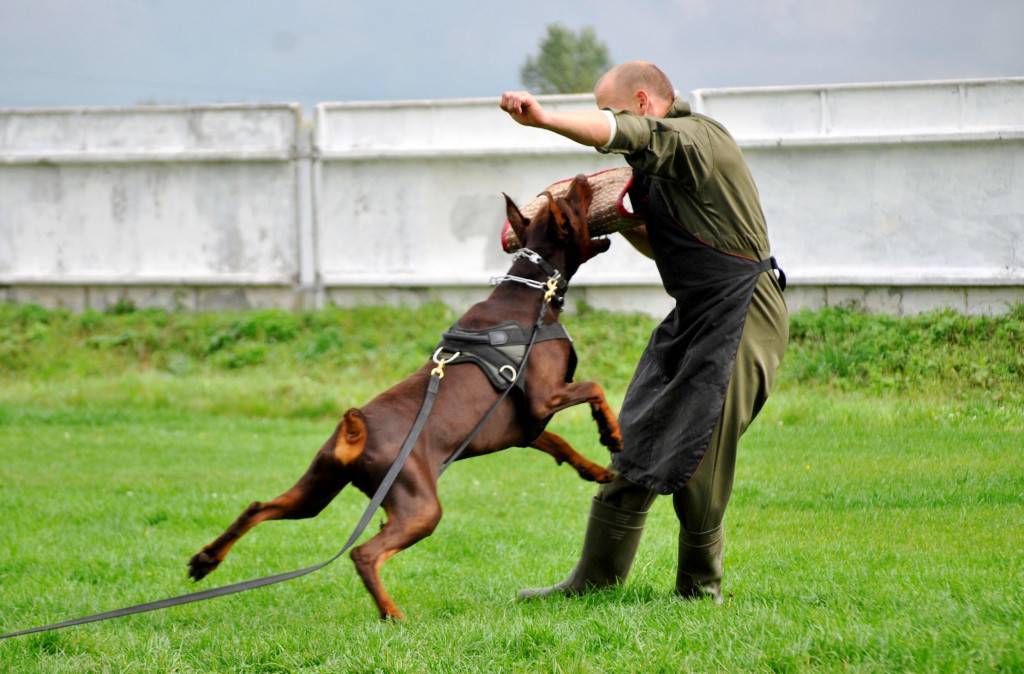 Как самому научить щенка командам: инструкции для базовых и дополнительных команд, обучаем собаку трюкам
