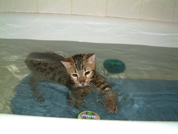 Почему кошки боятся воды и не любят купаться, есть ли коты, которым нравится плавать?