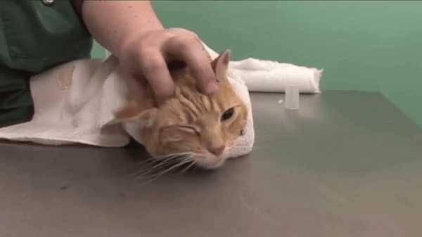 Как чистить уши котенку и какие средства использовать
как чистить уши котенку и какие средства использовать
