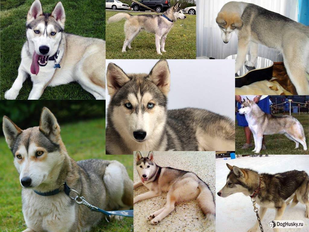 6 пород собак, внешне похожих на хаски