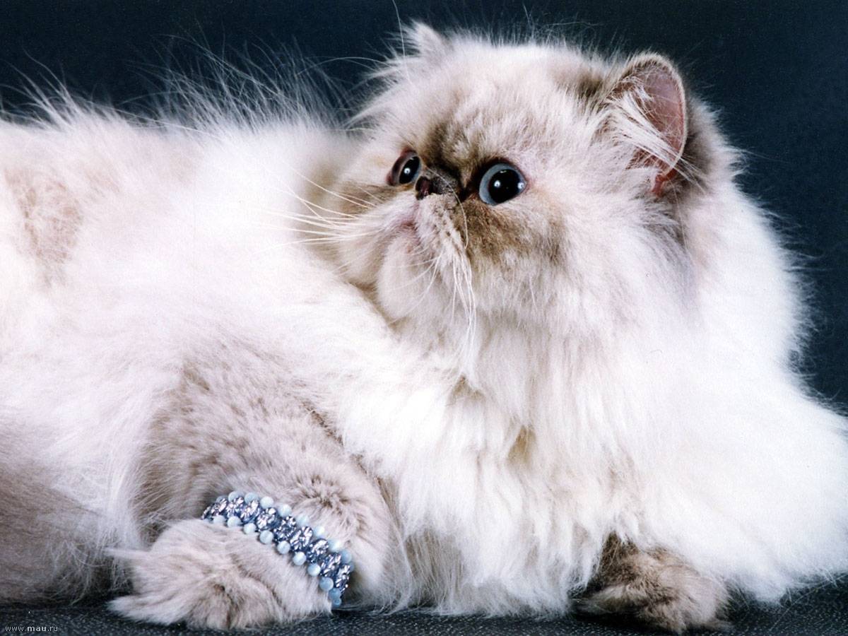 Классическая персидская кошка