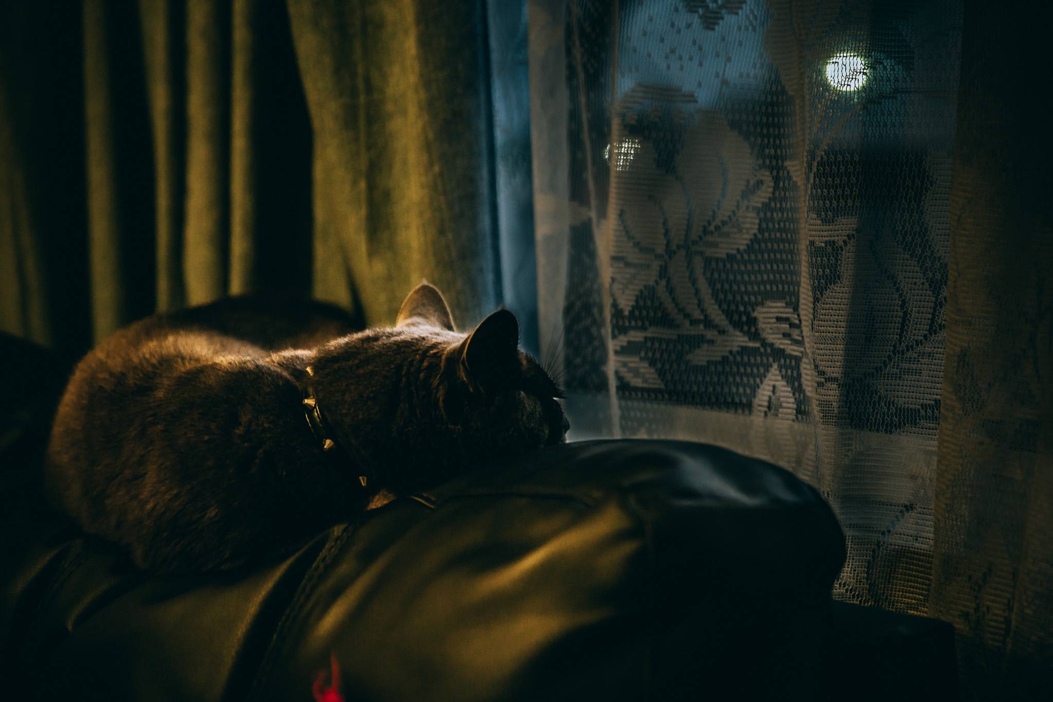 Кошка не дает спать ночью: решаем проблему кошачьей бессонницы