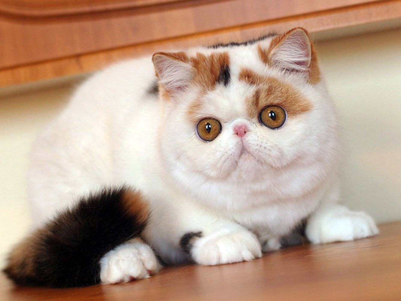 Экзотическая короткошерстная кошка: подробное описание, фото, купить, видео, цена, содержание дома