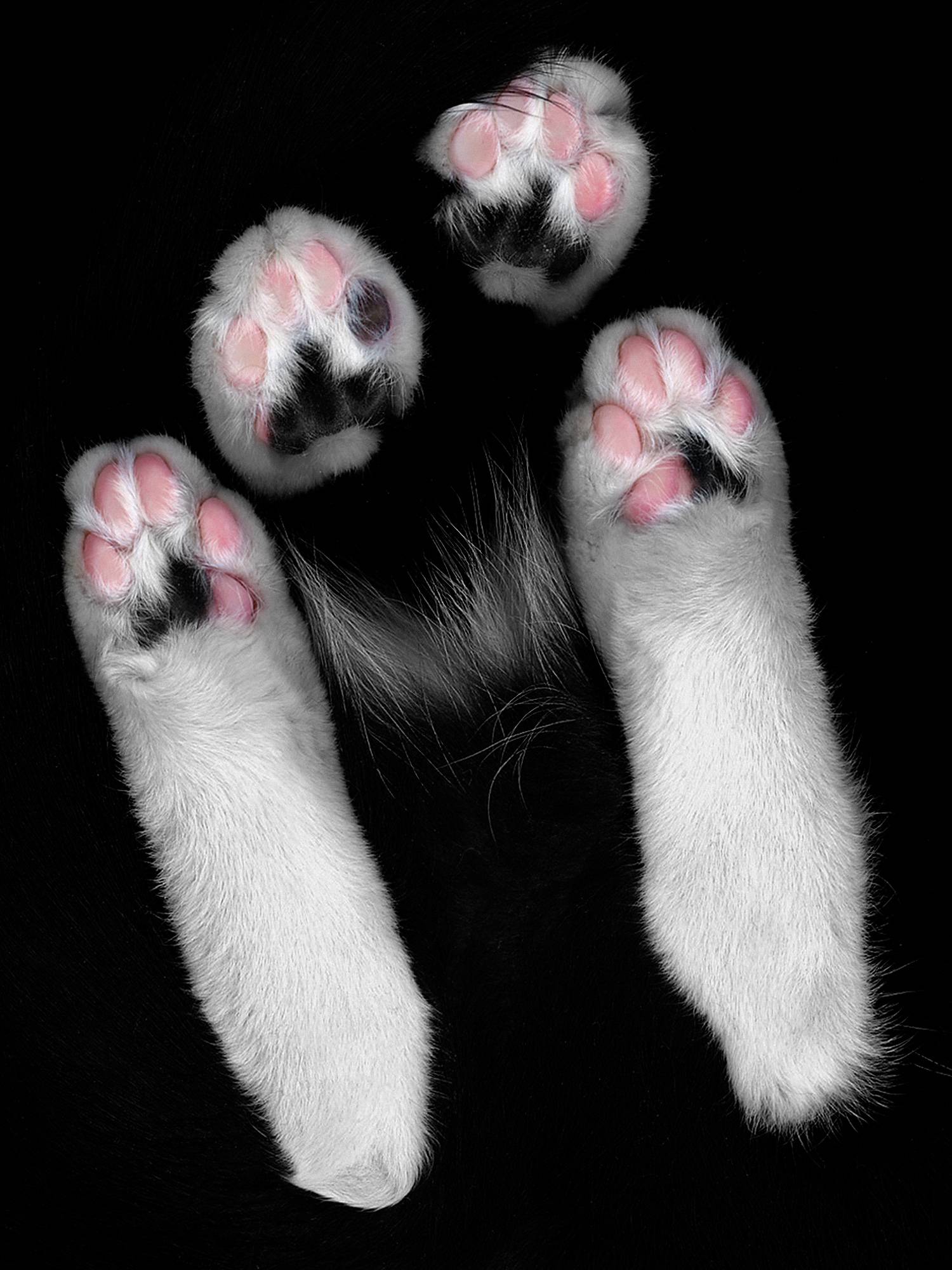 Сколько пальцев у кошки: какое количество считать нормой