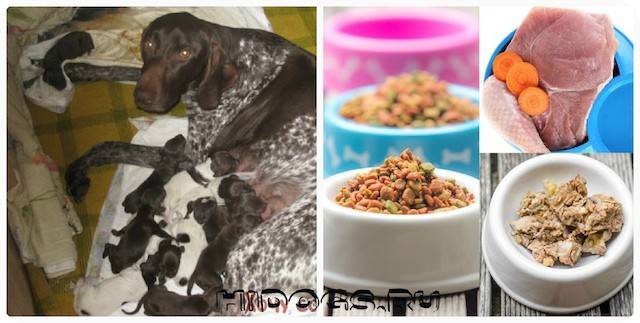 Можно ли кормить собаку натуральным и сухим кормом одновременно? 19 фото как правильно совмещать типы кормления?
