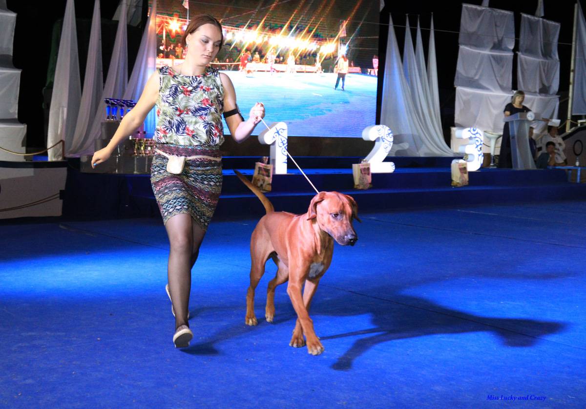 Zooпортал.pro :: "амиго. весенние встречи - 2021" выставка собак всех пород ранга сас г. москва