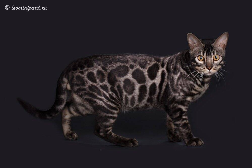 Генетика окрасов кошек.
